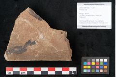 Foto (Objekt + Etikett) von Plantae indet.  (NHMW-GEO-2024-0188-11532)
